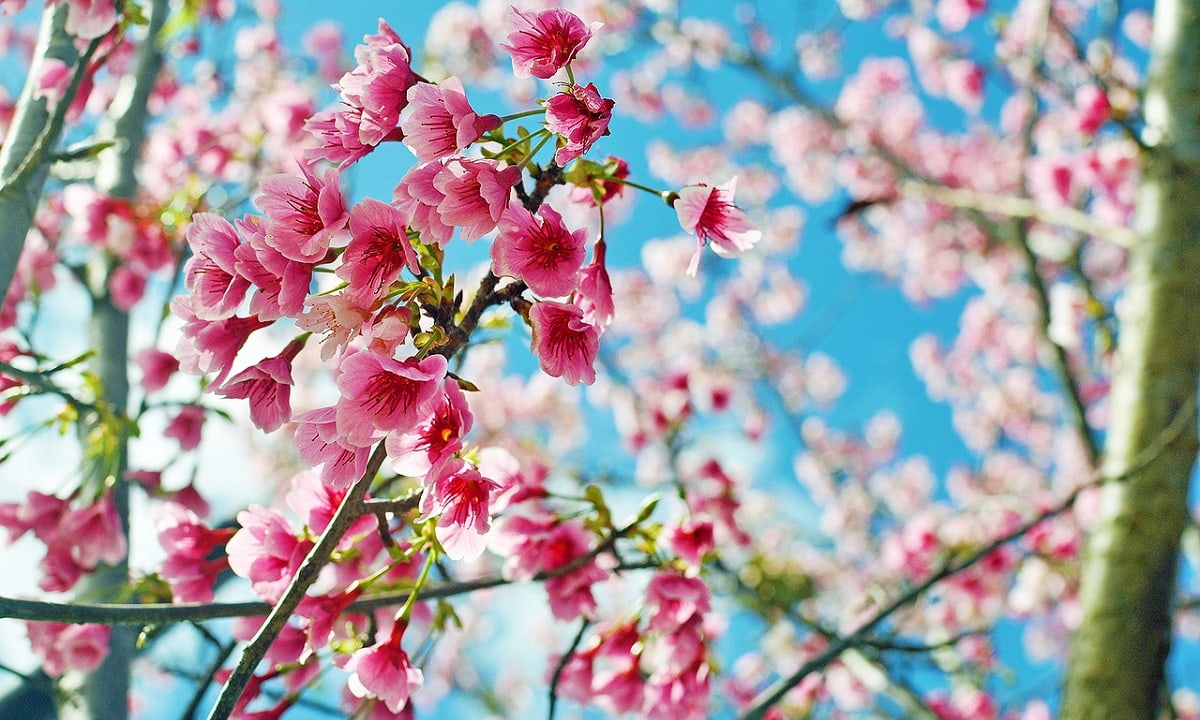 台湾　桜