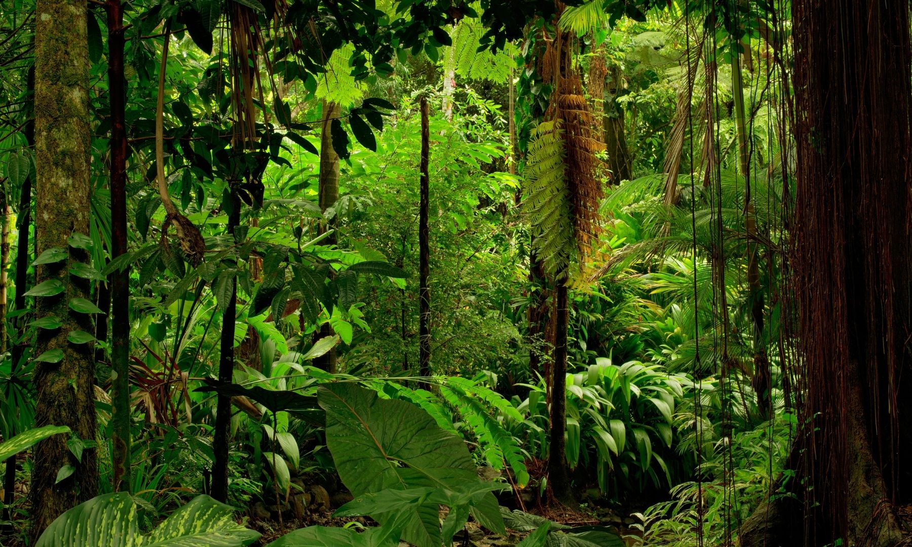 jungle in malaya