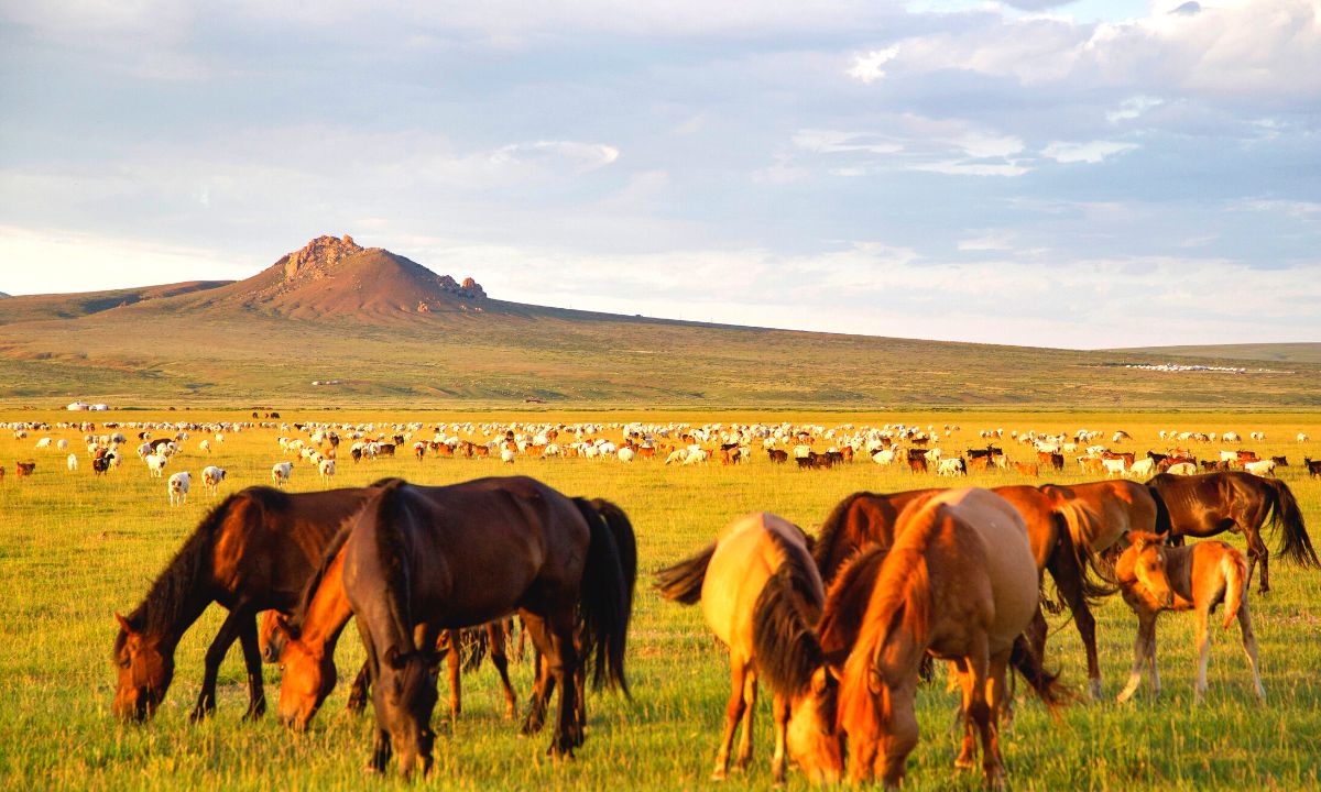 grazing in inner mongolia