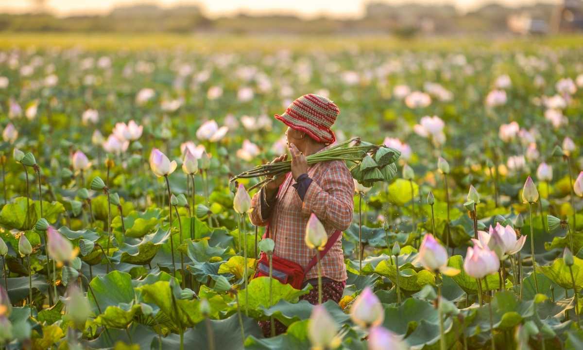lotus - cambodia