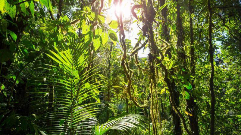 フィリピンの残留日本兵